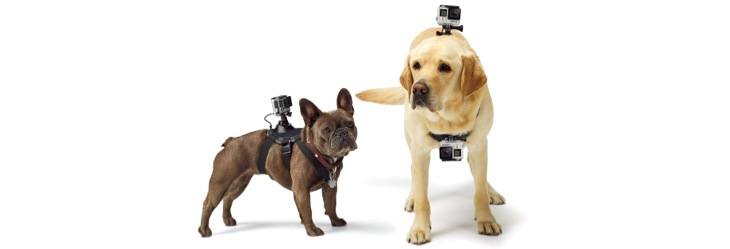 GoPro Fetch Harness